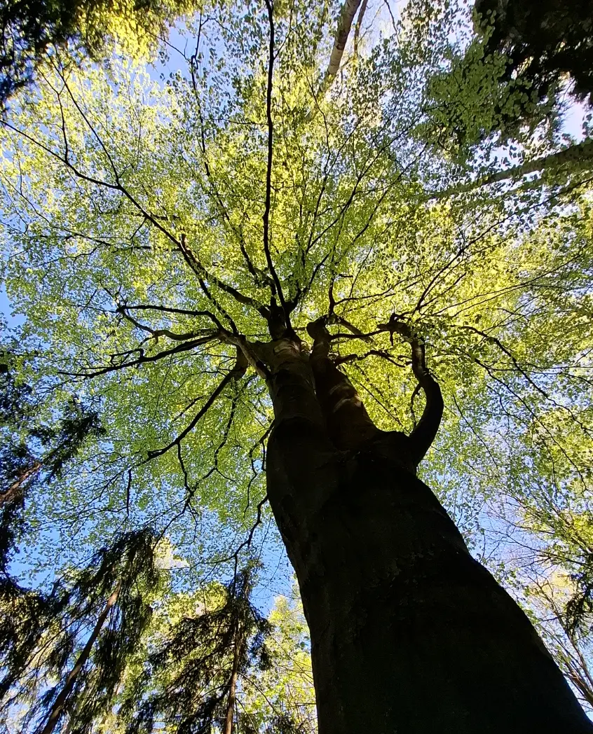 Stare drzewo widziane od dołu, z rozłożystą koroną
