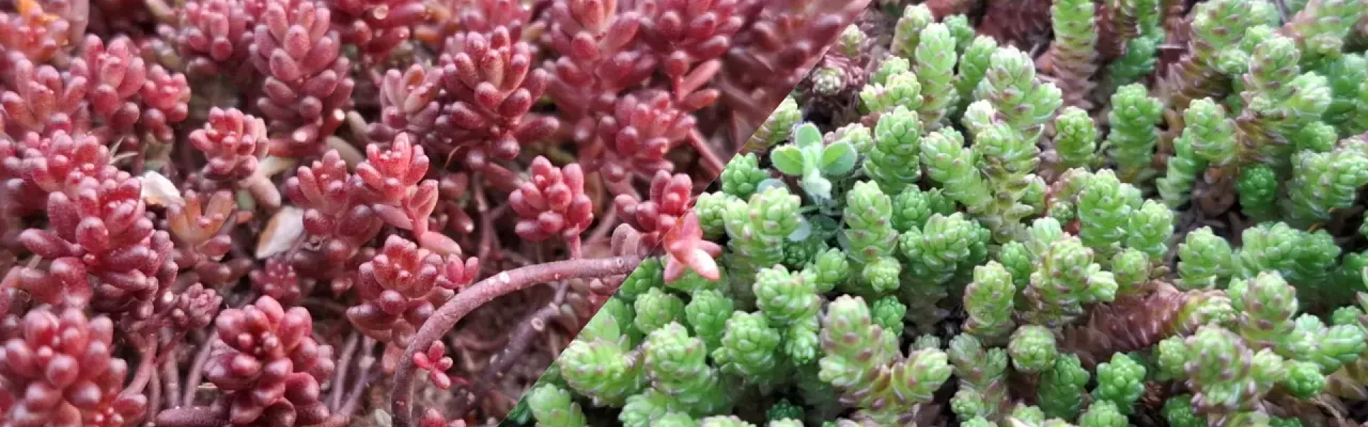 Rozchodniki (Sedum) na dachy zielone – dlaczego naprawdę działają?