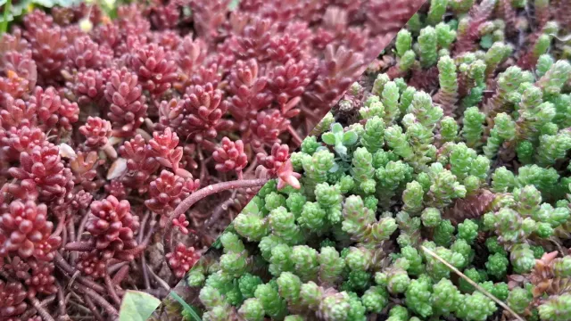 Rozchodniki (Sedum) na dachy zielone – dlaczego naprawdę działają?