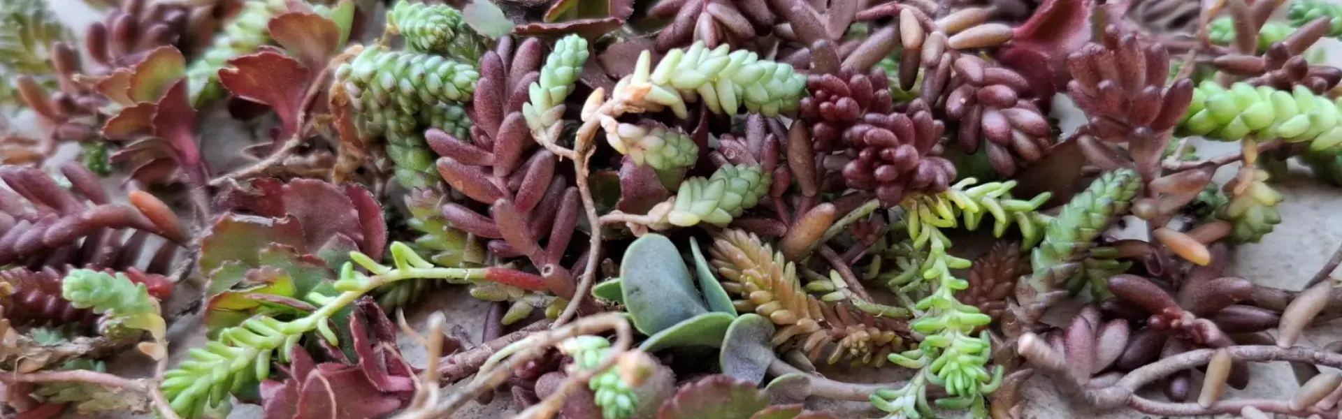 Jakie rozchodniki wybrać na dach ekstensywny? Nie tylko „sedum”, ale system