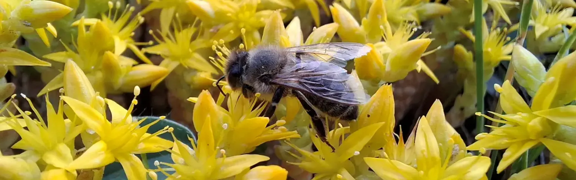 Trawnikiem byłem, ale się ulepszyłem. Jak natura przeprojektowała fragment mojego ogrodu