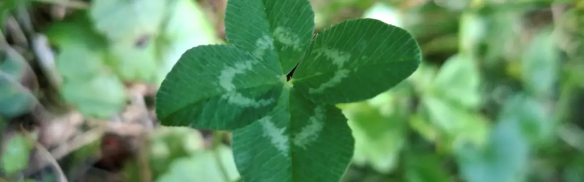 Czterolistna koniczyna – dlaczego natura czasem łamie własne zasady?