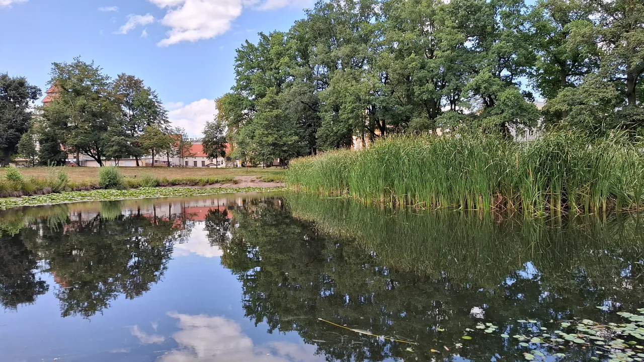 Staw i roślinność szuwarowa w Parku Miejskim w Kluczborku