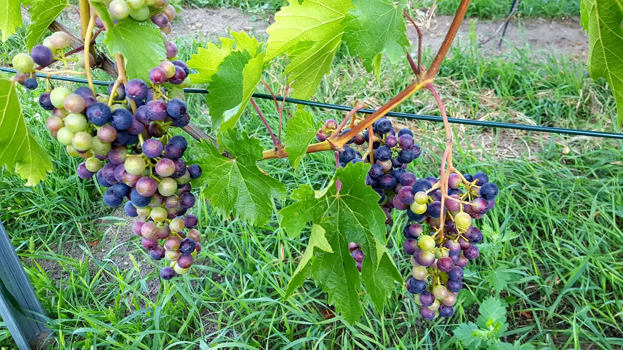 veraison