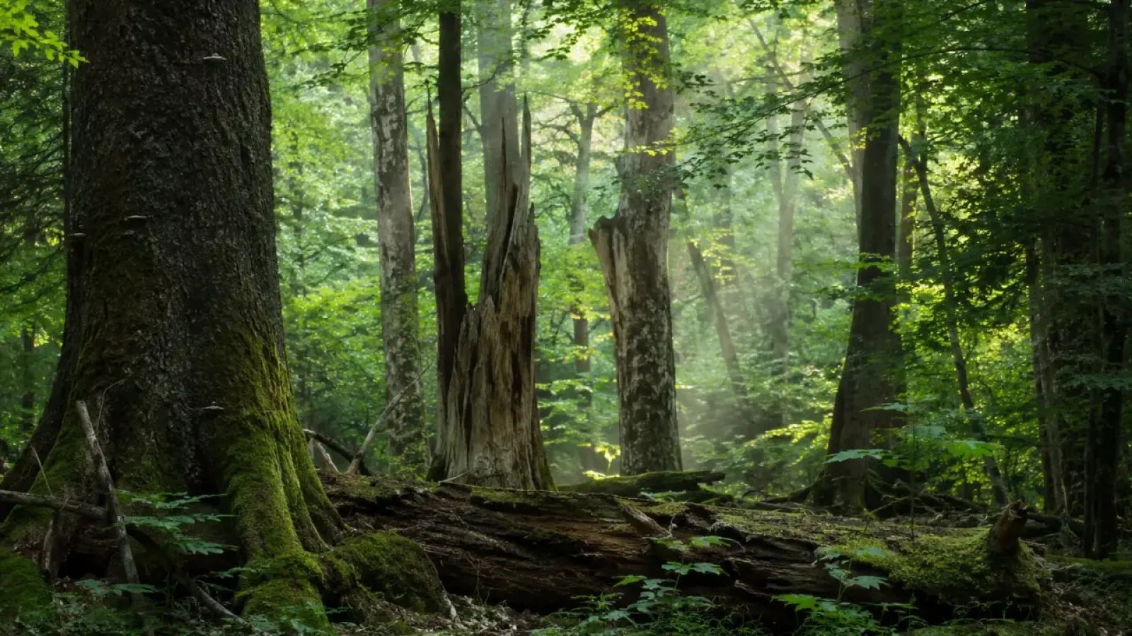 Ilustracja przedstawia naturalny las Białowieskiego Parku Narodowego ze starymi drzewami, martwym drewnem i bujnym runem leśnym.