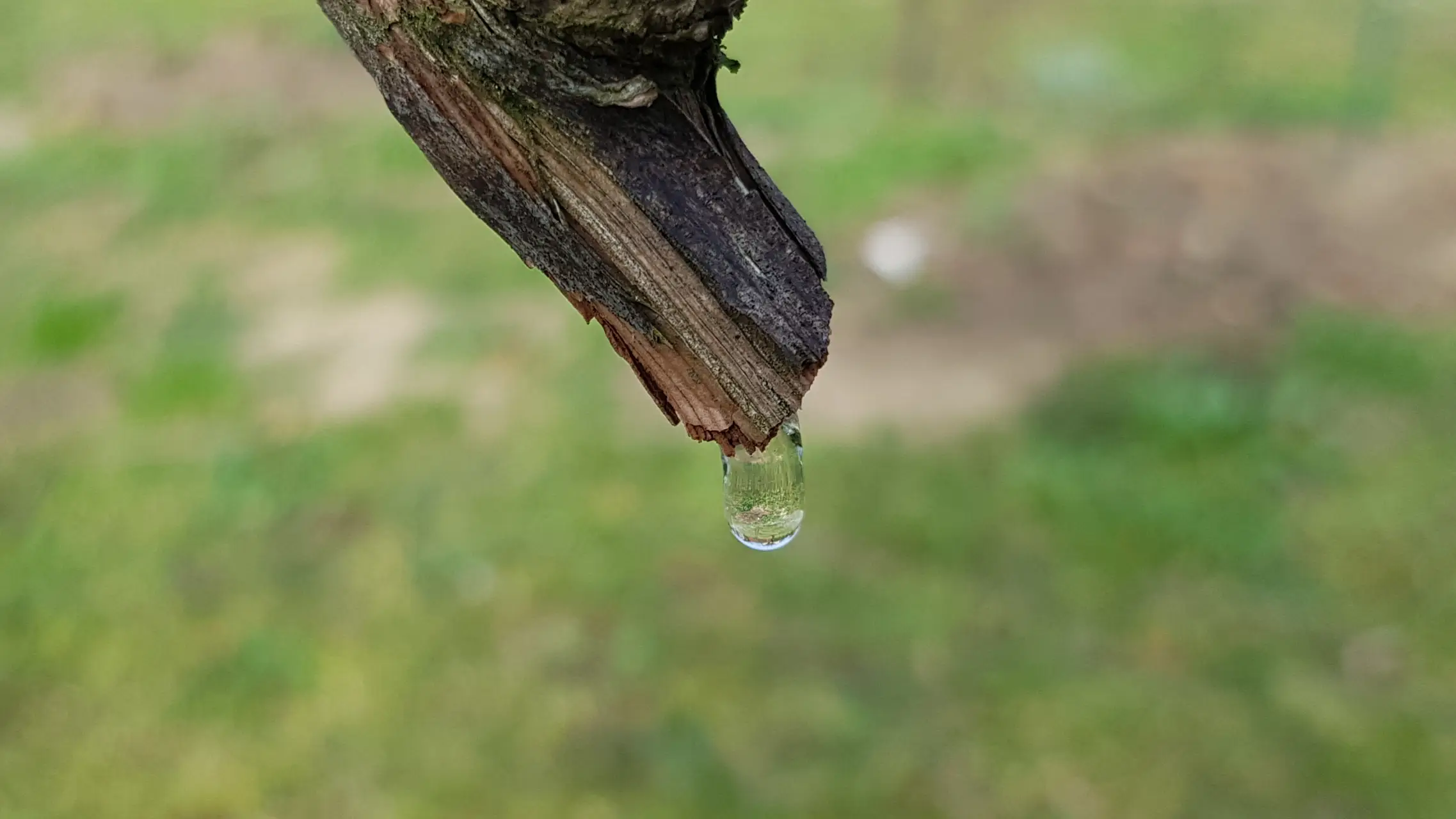 Pierwsze krople pojawiają się jeszcze przed rozwinięciem liści. To znak, że korzenie rozpoczęły już nowy sezon.